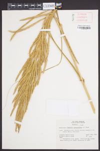 Spartina cynosuroides image