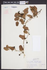 Smilax auriculata image