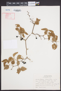 Smilax auriculata image