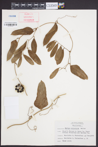 Smilax auriculata image