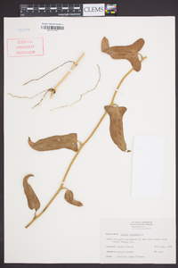 Smilax bona-nox image