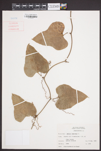 Smilax bona-nox image