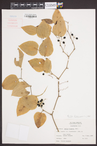 Smilax bona-nox image