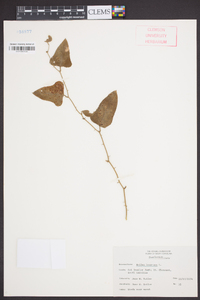 Smilax bona-nox image