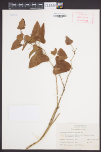 Smilax bona-nox image