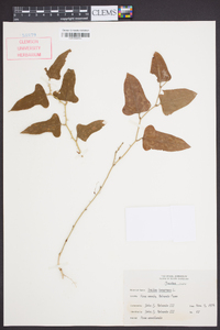 Smilax bona-nox image