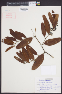 Smilax laurifolia image