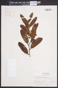 Smilax laurifolia image