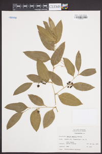 Smilax smallii image