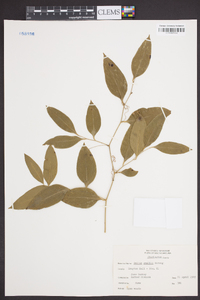 Smilax smallii image