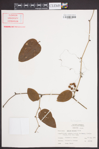 Smilax walteri image