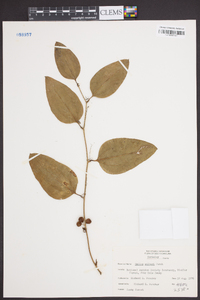 Smilax walteri image