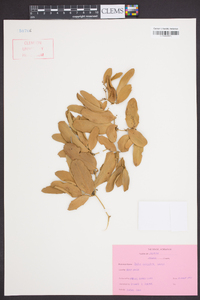 Smilax auriculata image