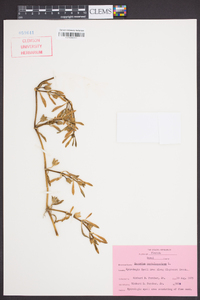 Sesuvium portulacastrum image