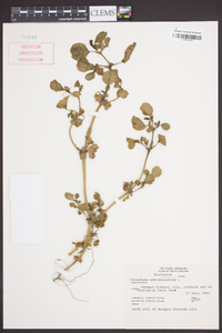 Trianthema portulacastrum image