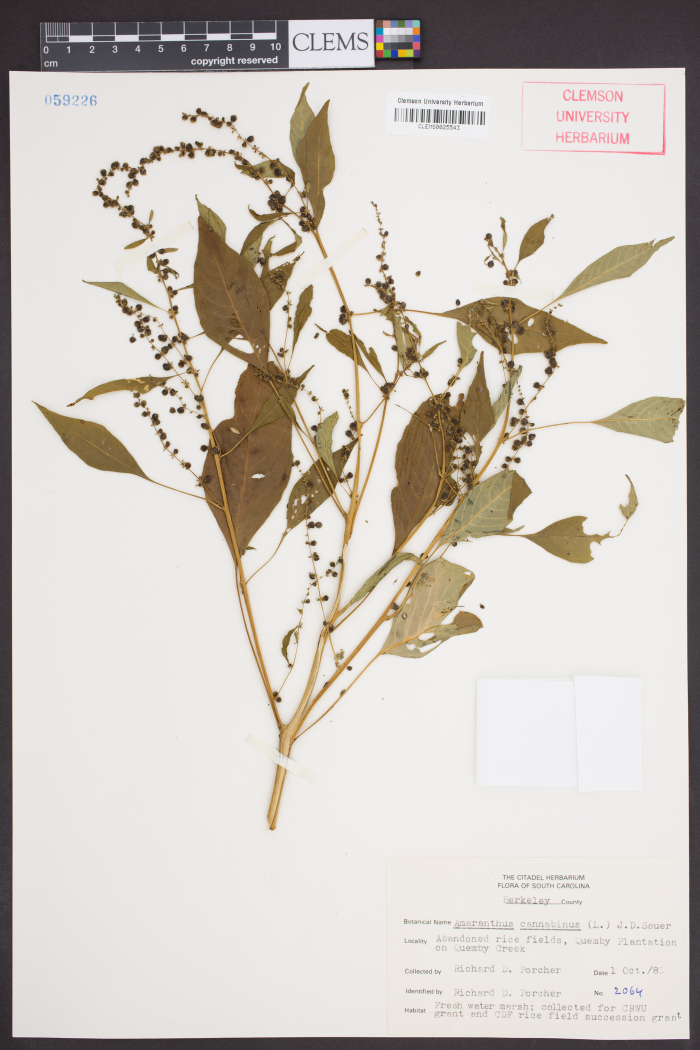 Amaranthus cannabinus image