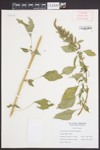 Amaranthus hybridus image