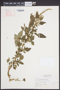 Amaranthus spinosus image