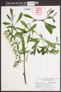 Baptisia albescens image