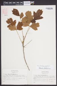 Toxicodendron pubescens image