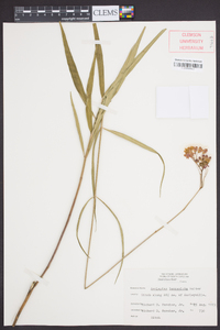 Asclepias lanceolata image