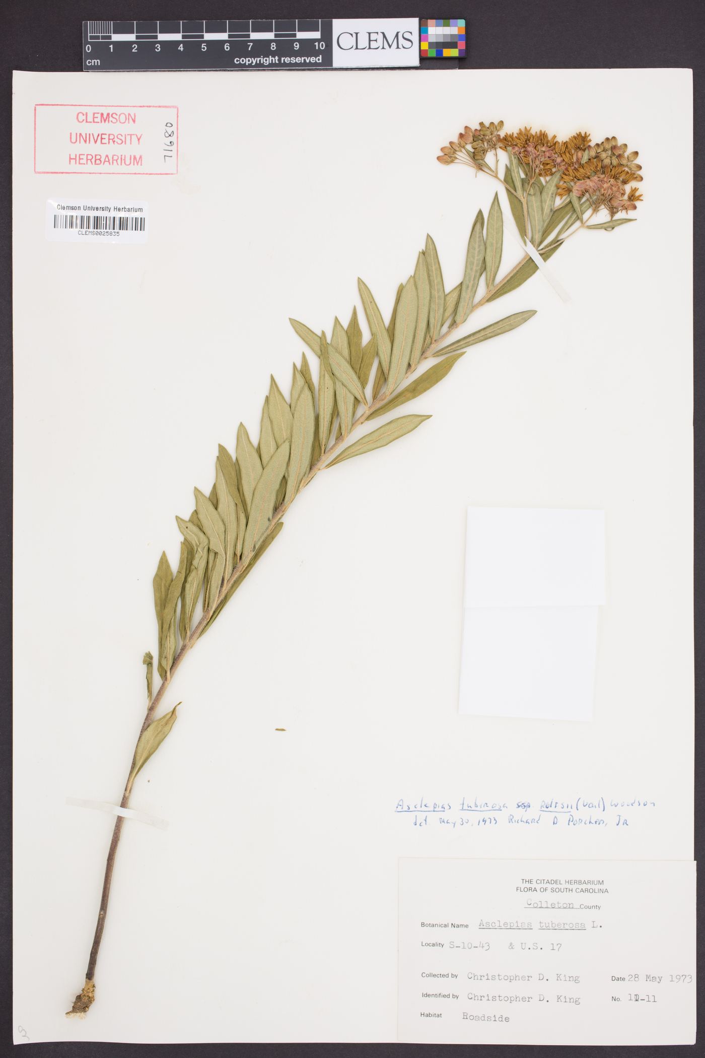 Asclepias tuberosa var. rolfsii image