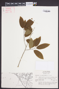 Ilex amelanchier image