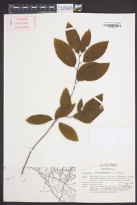 Ilex amelanchier image