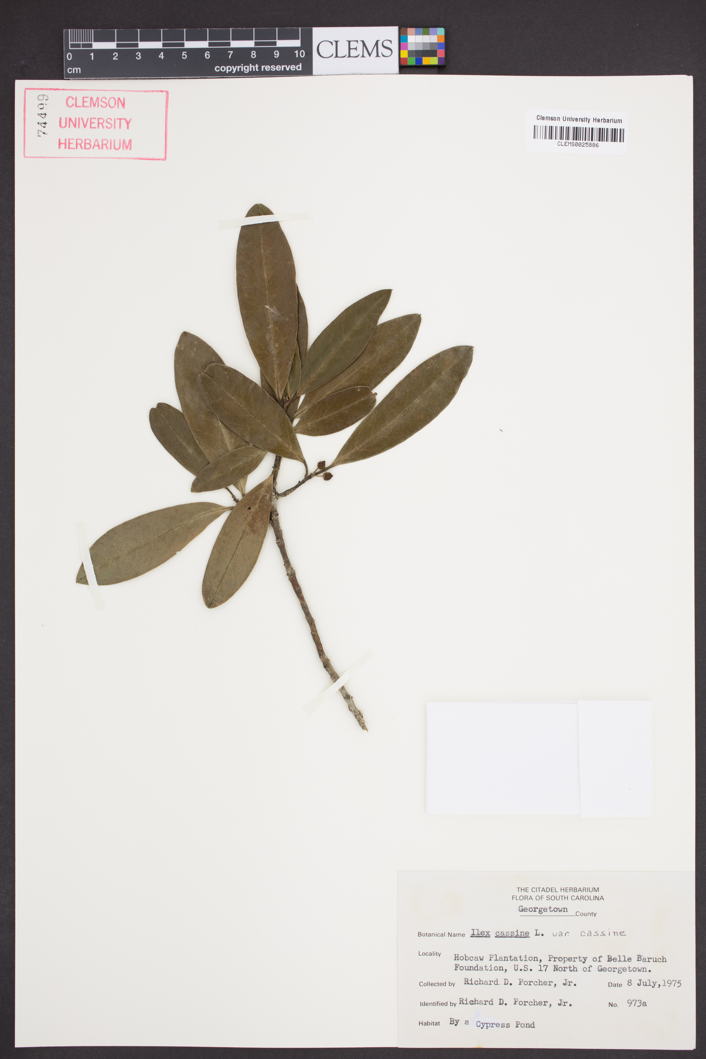 Ilex cassine image
