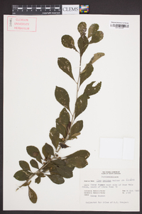 Ilex decidua var. decidua image