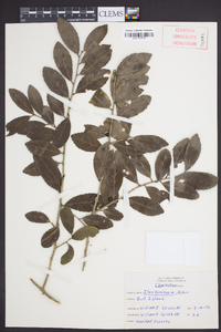 Ilex vomitoria image