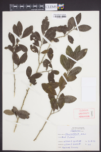 Ilex vomitoria image