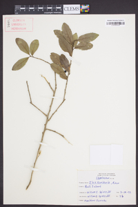 Ilex vomitoria image