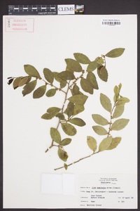 Ilex vomitoria image