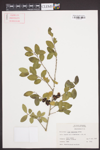 Ilex vomitoria image