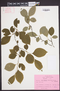 Ilex ambigua image