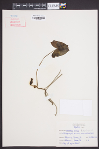 Hexastylis arifolia image