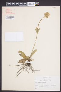 Arnica acaulis image