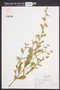 Baccharis glomeruliflora image