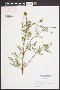 Bidens bipinnata image