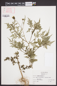 Bidens bipinnata image