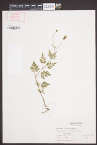 Bidens bipinnata image