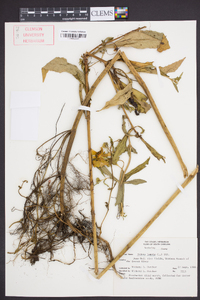 Bidens laevis image