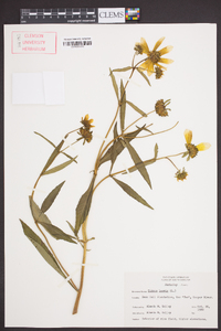 Bidens laevis image