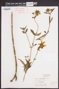 Bidens laevis image