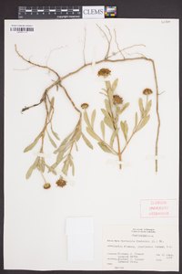 Borrichia frutescens image