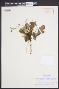 Chrysogonum virginianum var. virginianum image