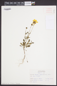 Coreopsis basalis image