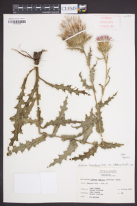 Cirsium horridulum image