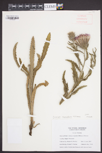 Cirsium repandum image